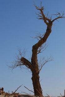 胡扬资料,从基层奋斗到行业翘楚的传奇人生